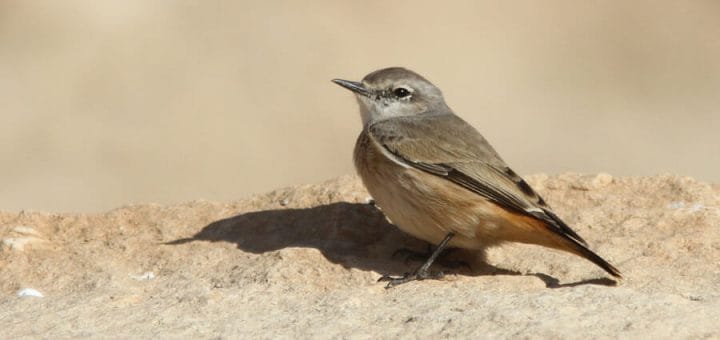 Red-tailed Wheatear standing on the ground