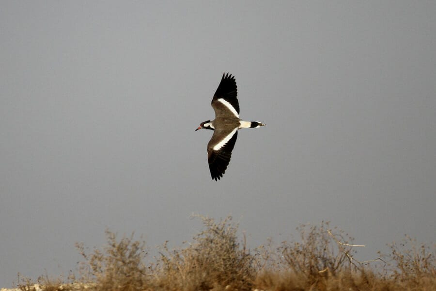 Red-wattled Lapwing in flight