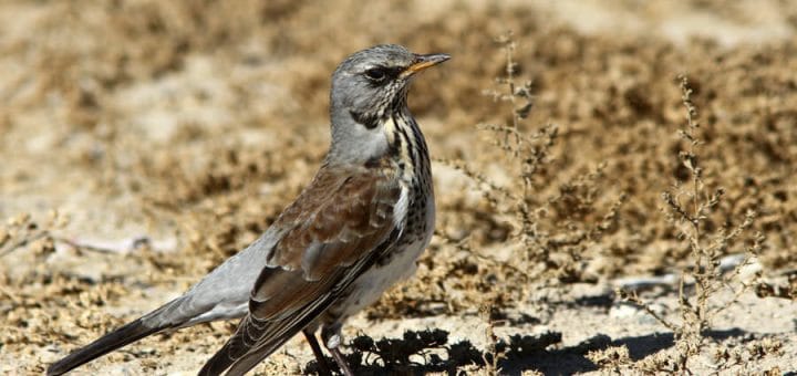 Fieldfare standing on ground