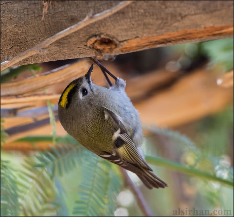 Goldcrest Regulus regulus 