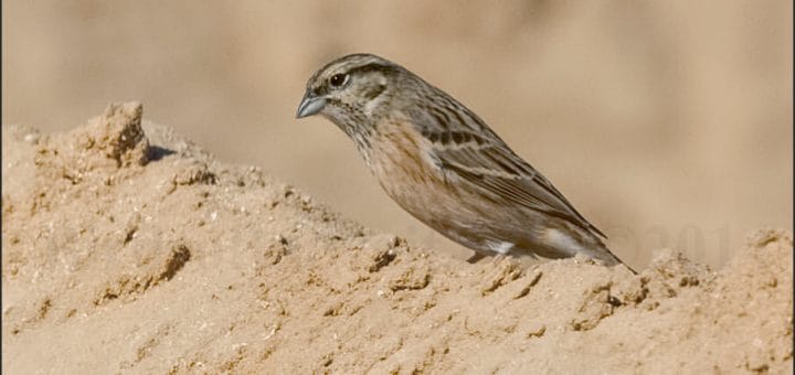 Rock Bunting standing on the ground