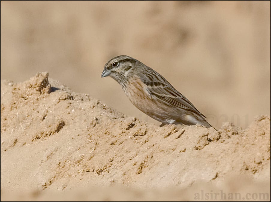 Rock Bunting Emberiza cia