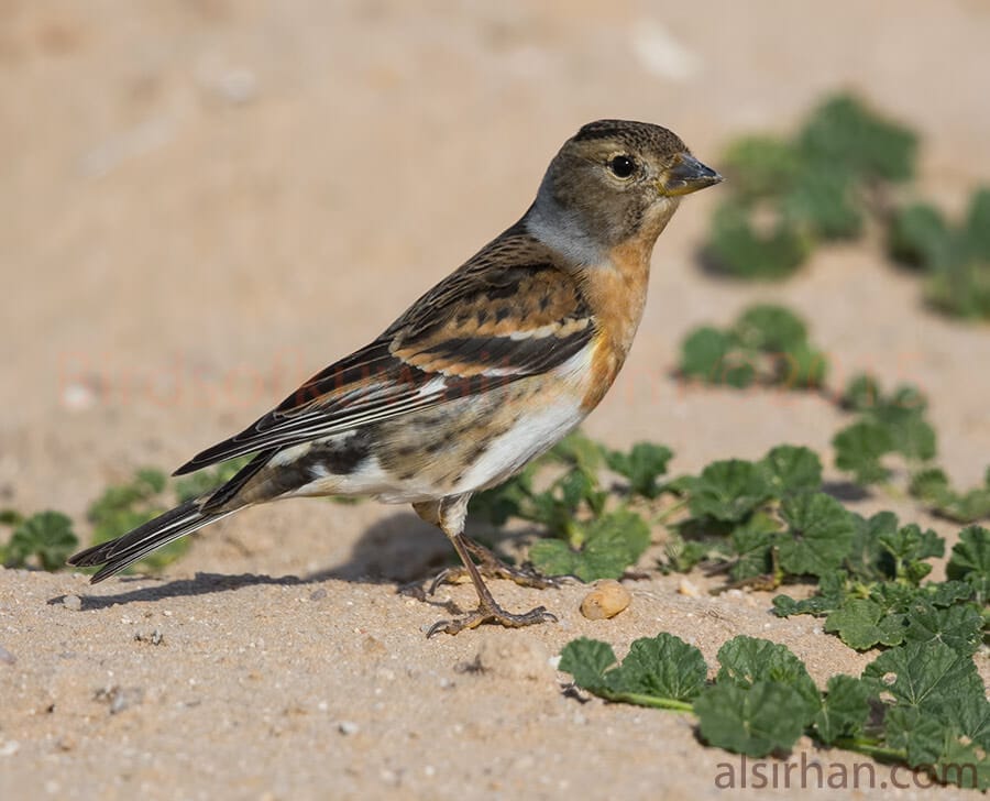 Brambling Fringilla montifringilla