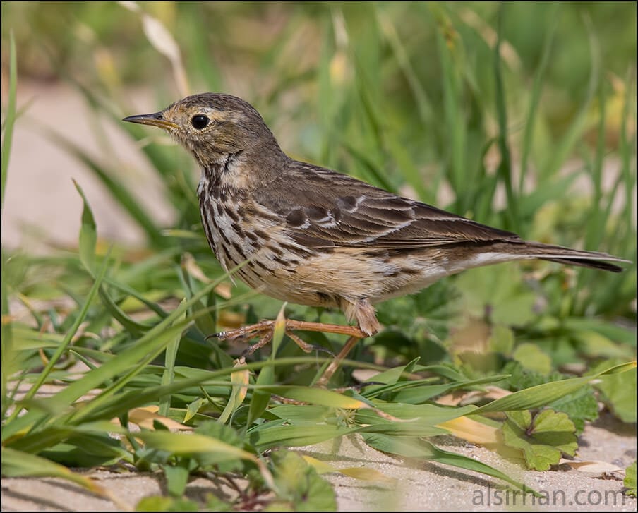 Buff-bellied Pipit on ground