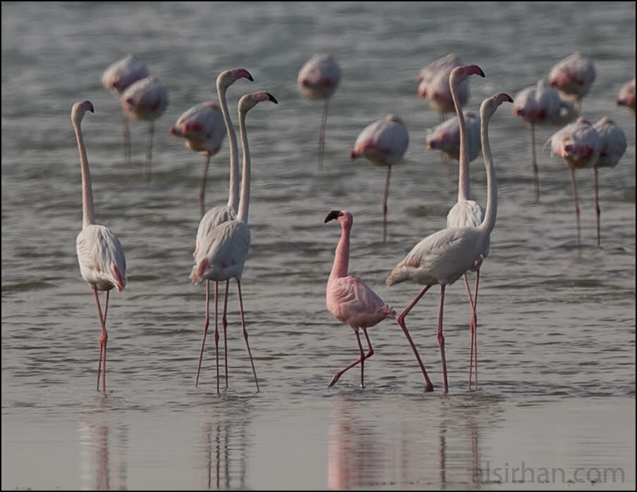 Lesser Flamingo Phoeniconaias minor