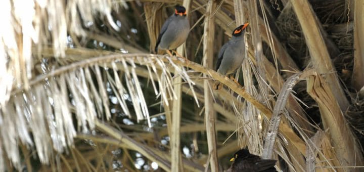 two Bank Mynas perched on a date palm leaf