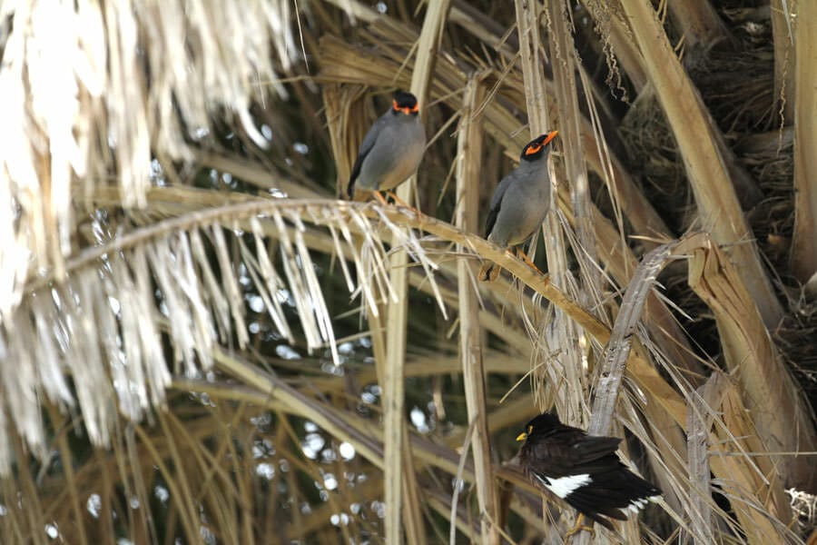 two Bank Mynas perched on a date palm leaf