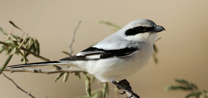 Great Grey Shrike perched on a tree branch