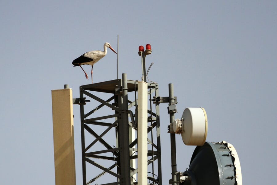 Western White Stork Ciconia ciconia