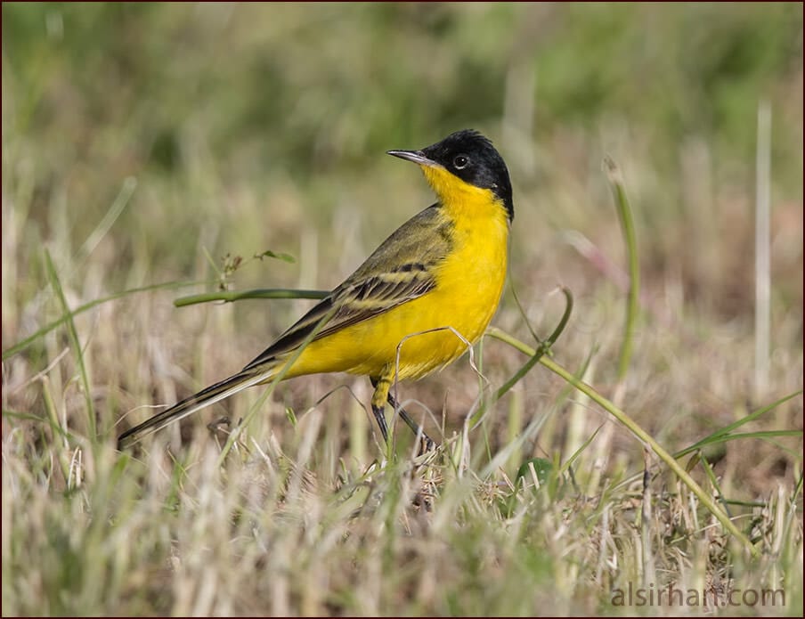 Black-headed Wagtail Motacilla (flava) feldegg 