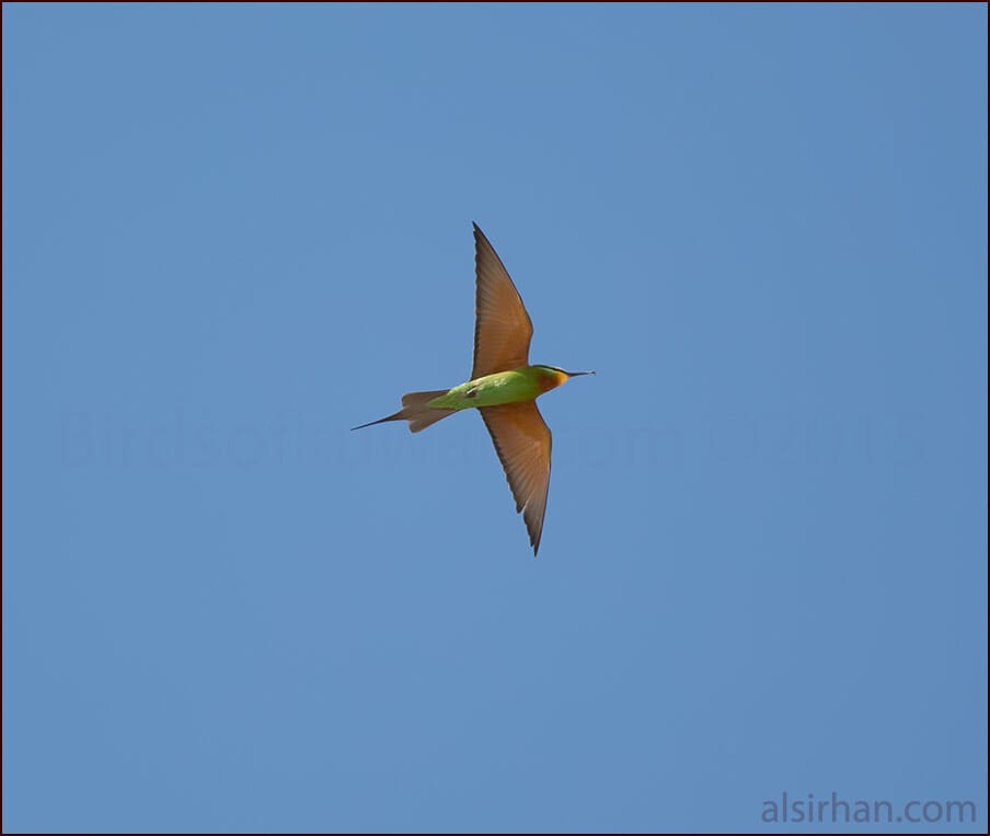 Blue-cheeked Bee-eater Merops persicus 