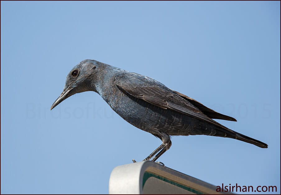 Blue Rock Thrush Monticola solitarius 