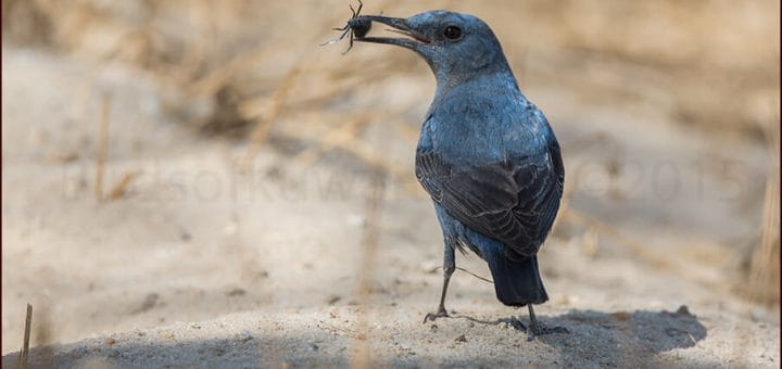 Blue Rock Thrush standing on ground with a beetle in its beak