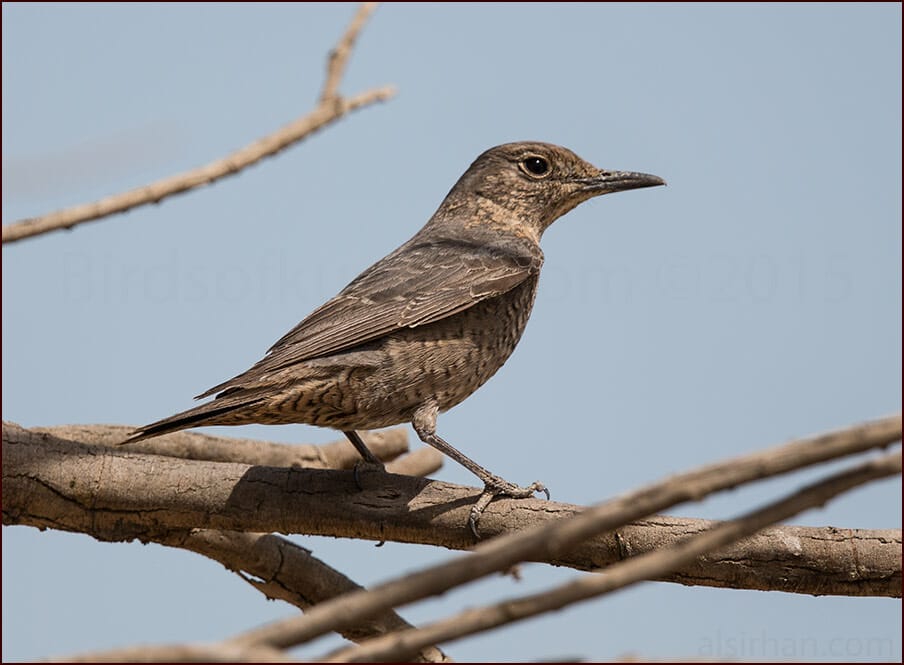 Blue Rock Thrush Monticola solitarius 