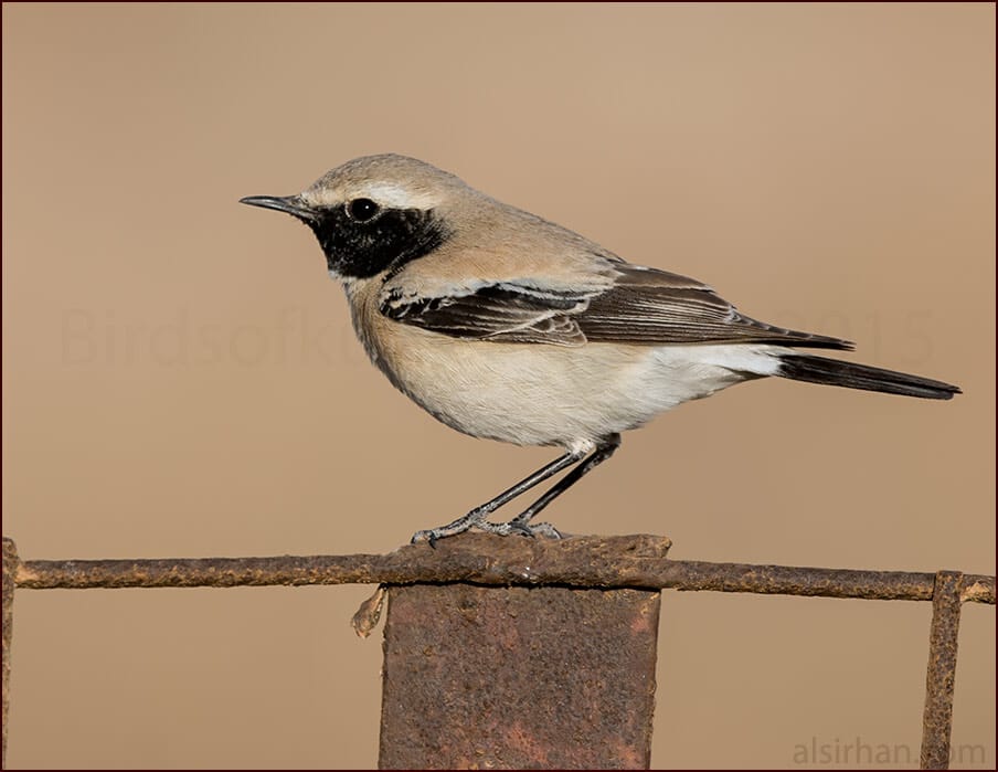  Desert Wheatear Oenanthe deserti