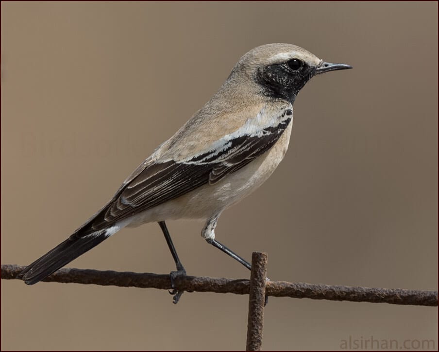 Desert Wheatear Oenanthe deserti 