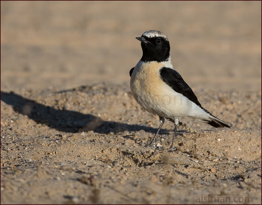 Eastern Black-eared Wheatear Oenanthe (hispanica) melanoleuca 