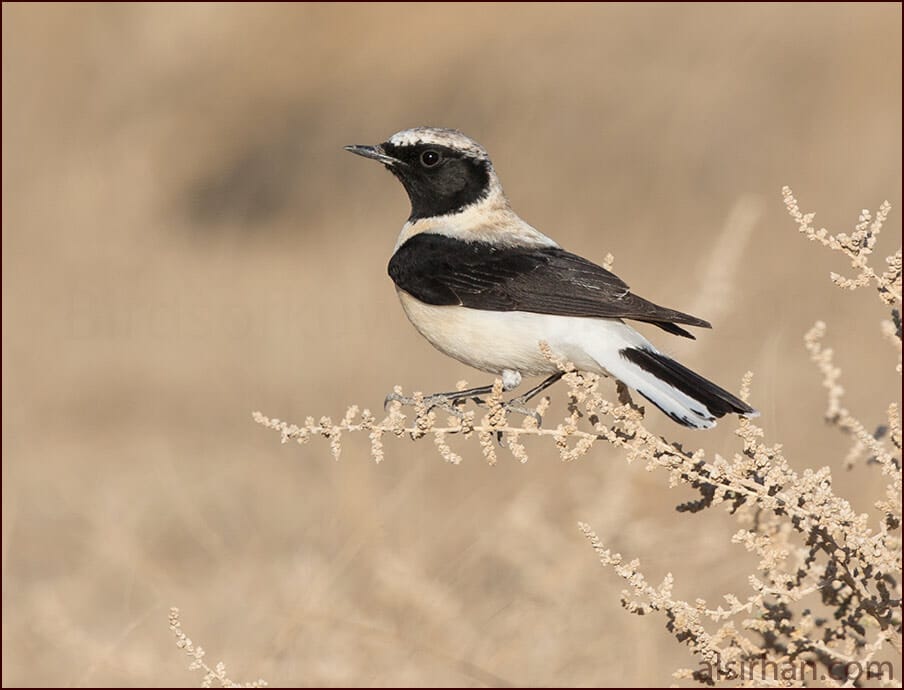 Eastern Black-eared Wheatear Oenanthe (hispanica) melanoleuca 