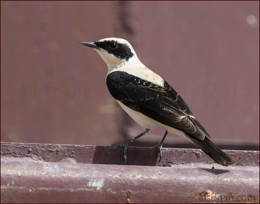 Eastern Black-eared Wheatear Oenanthe (hispanica) melanoleuca 