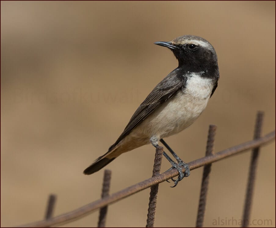 Kurdistan Wheatear Oenanthe xanthoprymna