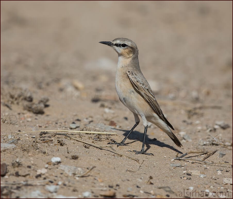 Northern Wheatear Oenanthe oenanthe 