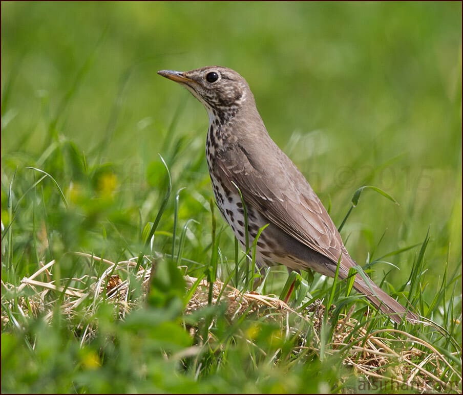 Song Thrush Turdus philomelos 