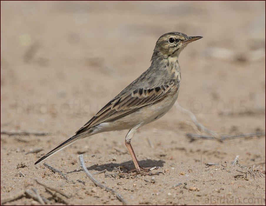 Tawny Pipit Anthus campestris 