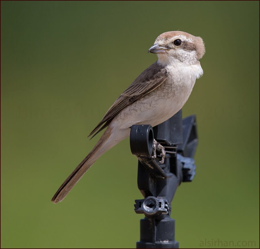 Turkestan Shrike Lanius phoenicuroides 