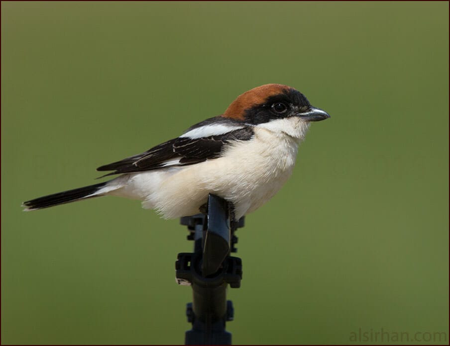 Woodchat Shrike Lanius senator 