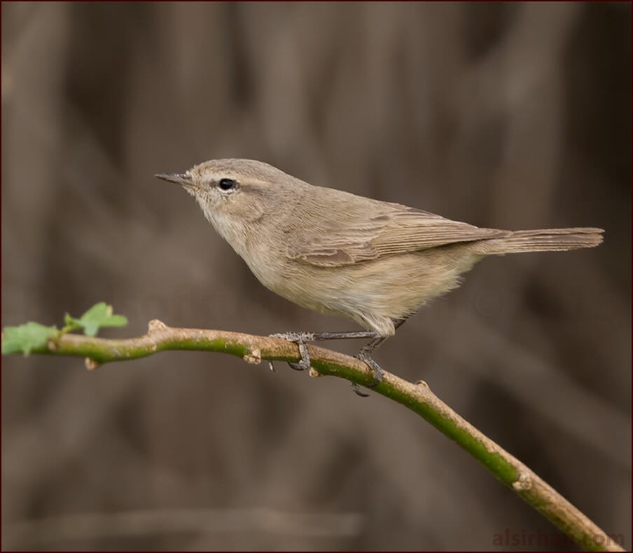 Plain Leaf Warbler perching on a branch