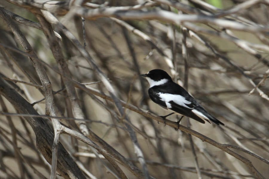 Semi-collared Flycatcher perching on a tree