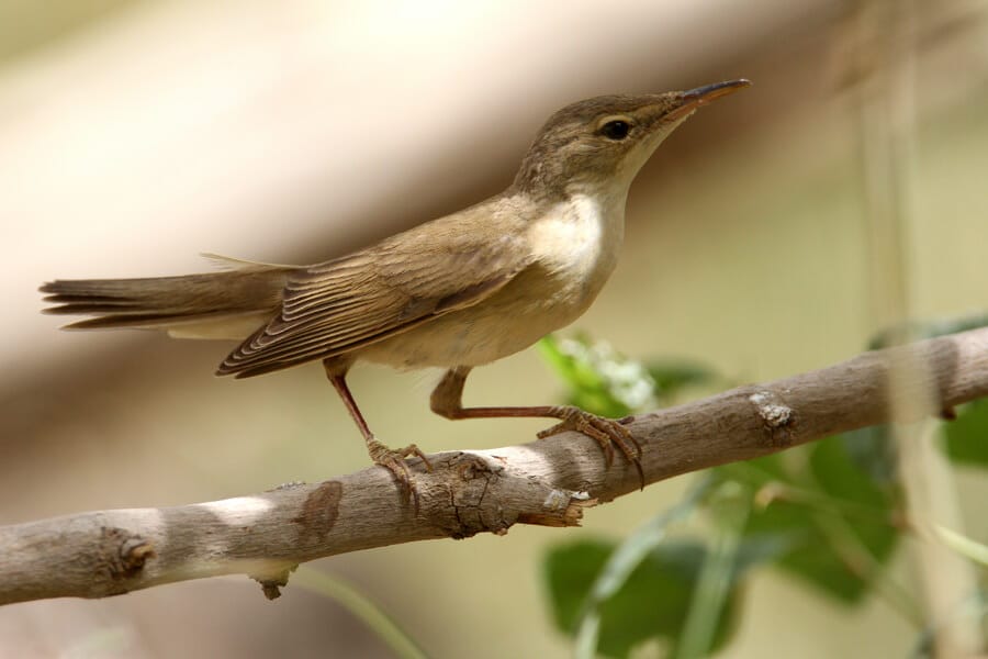 Basra Reed Warbler perching on a branch