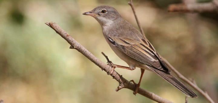 Common Whitethroat perched on a tree branch