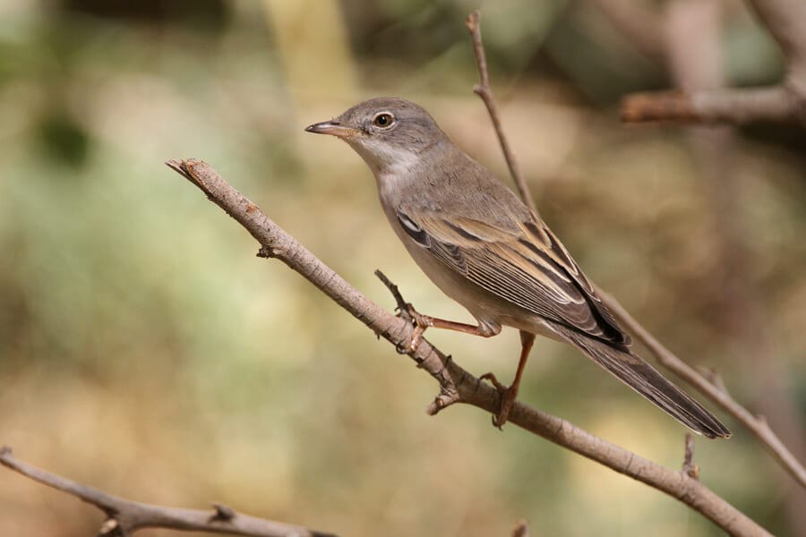 Common Whitethroat perched on a tree branch