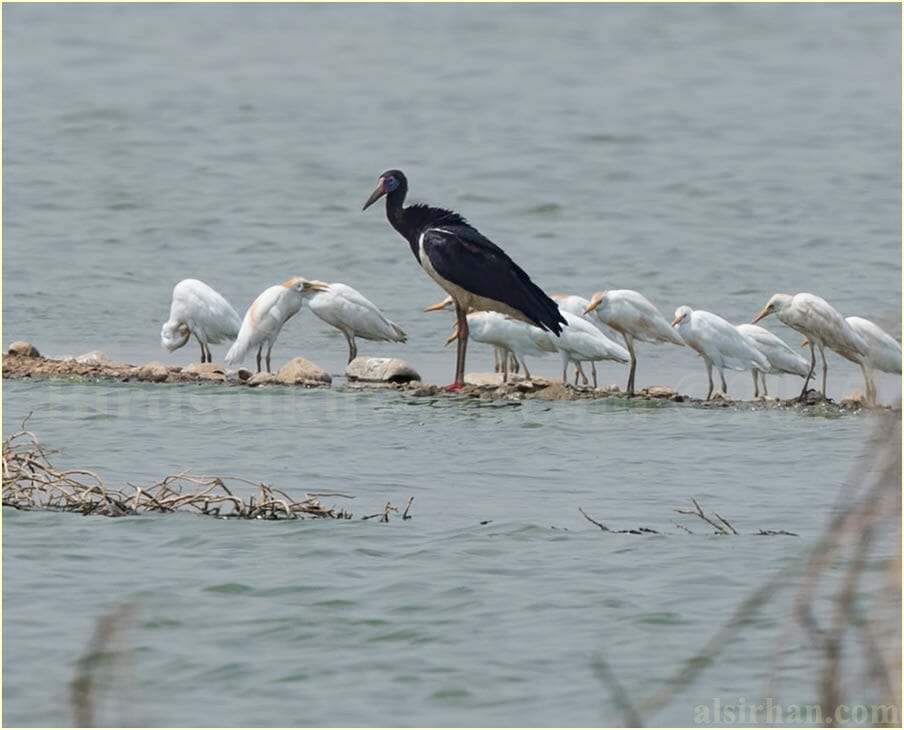 Abdim's Stork standing near water