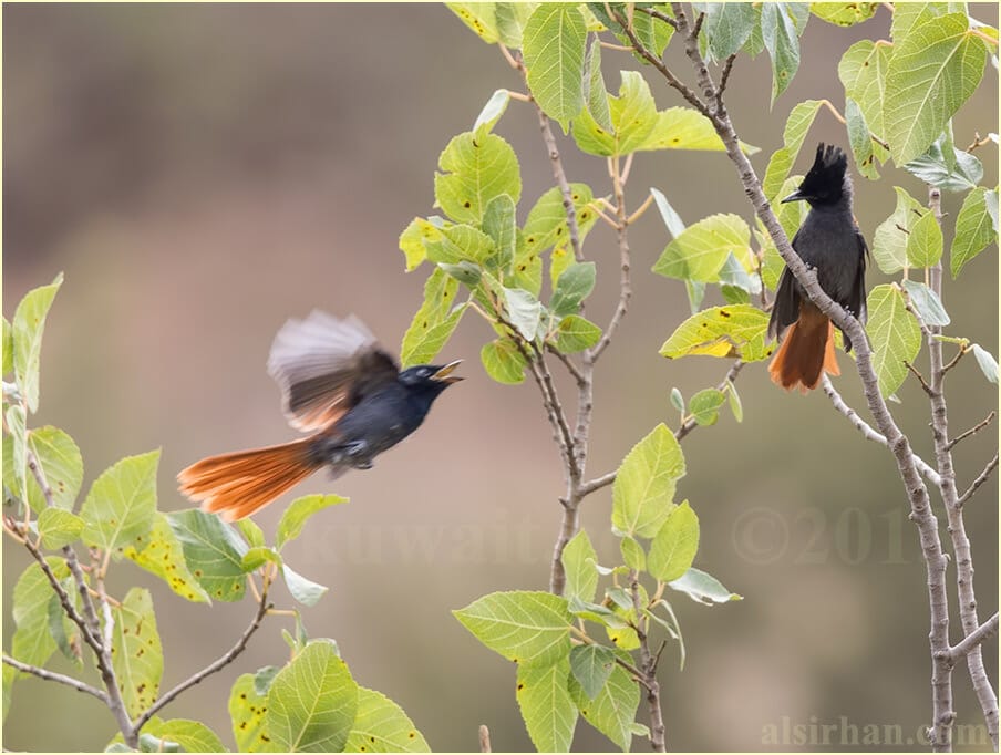 Two African Paradise-Flycatcher perched on top of a tree