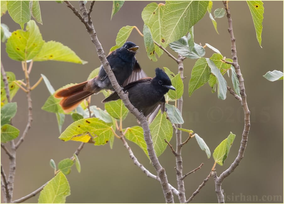 African Paradise-Flycatcher perched on top of a tree