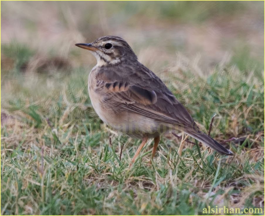 African pipit standing on ground