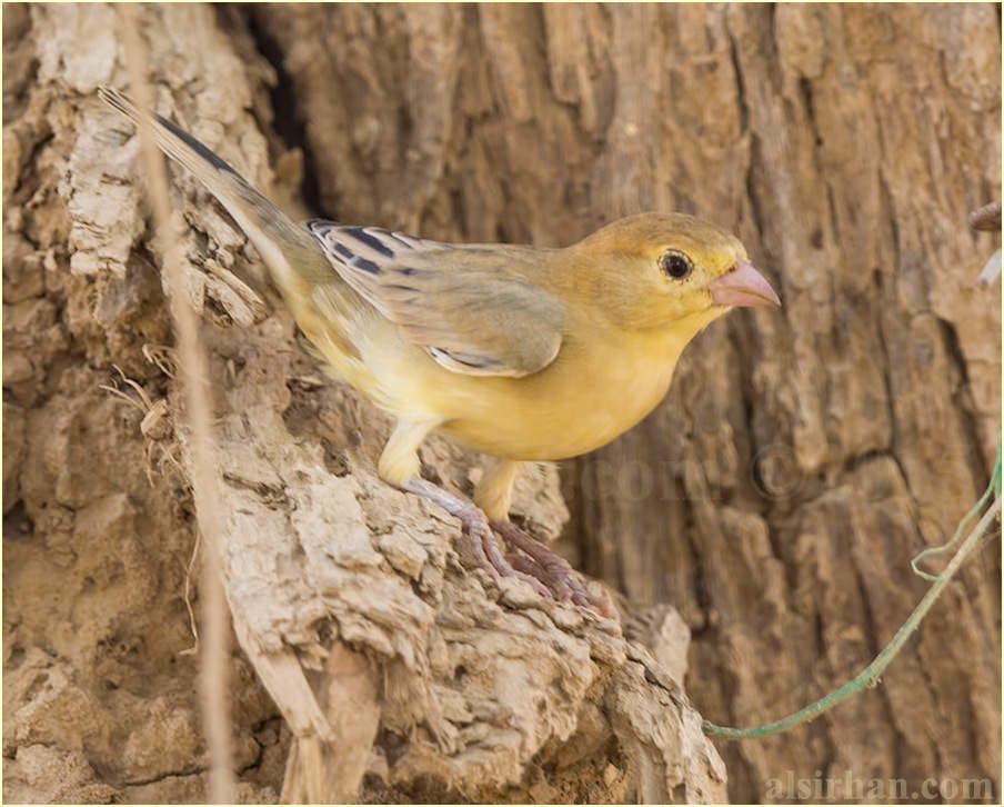 Arabian Golden Sparrow perched on a tree trunk