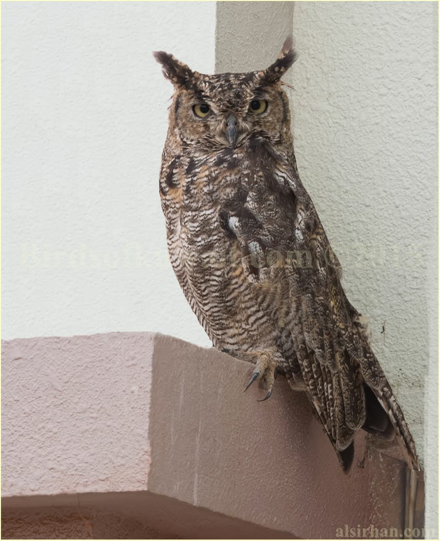 Spotted Eagle-Owl perched on a window's ledge