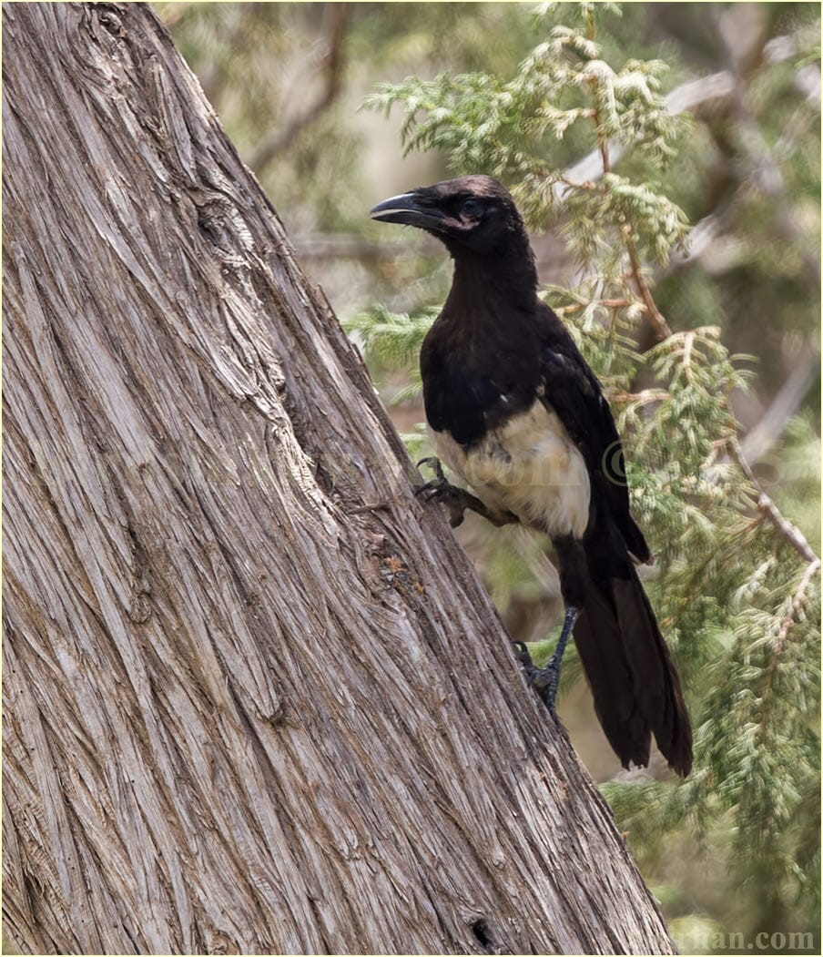 Asir Magpie perched on a tree trunk