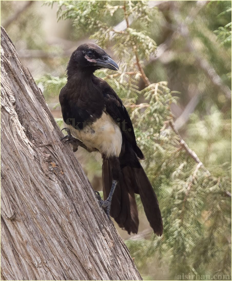 Asir Magpie perched on a tree trunk