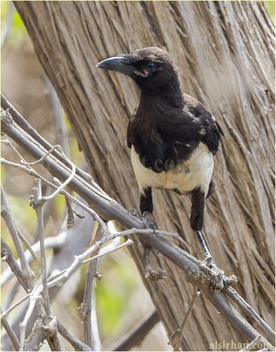 Asir Magpie perched on a tree trunk