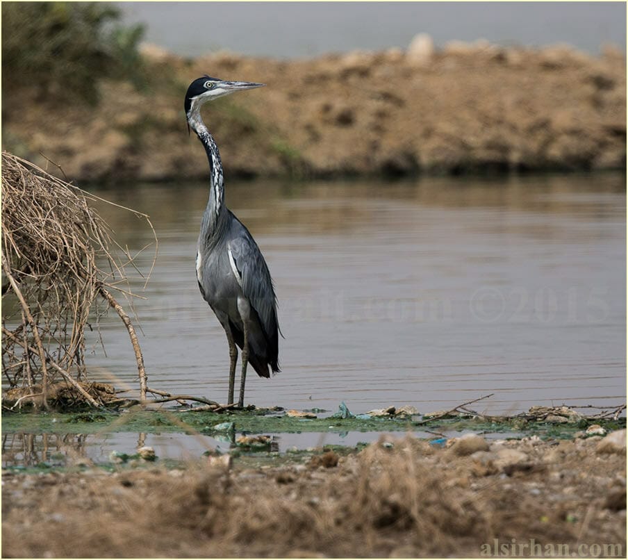 Black-headed Heronstanding on ground