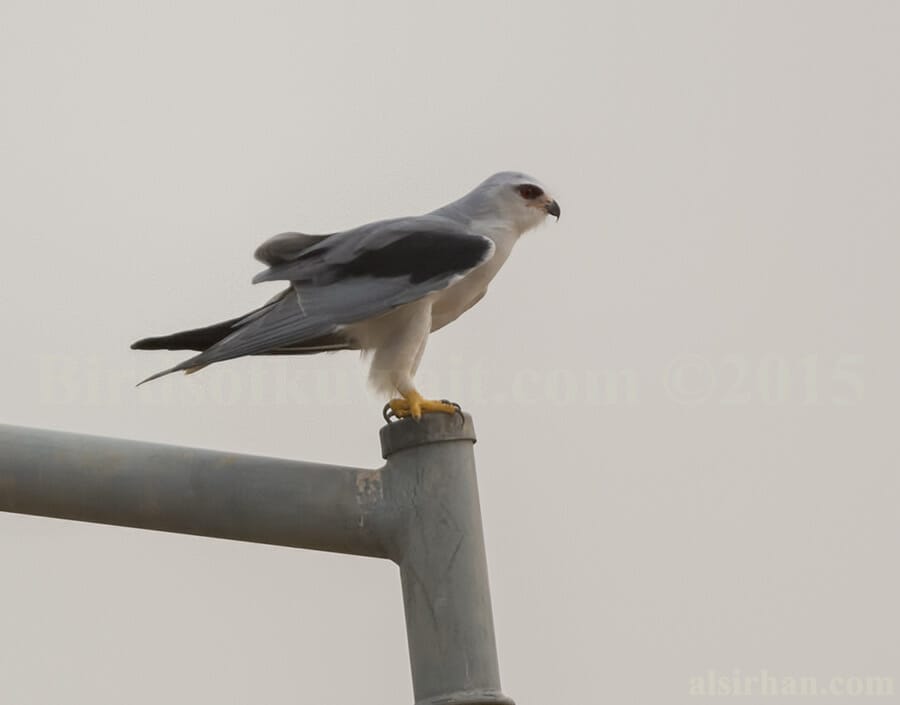Black-winged Kite perched on a pipe