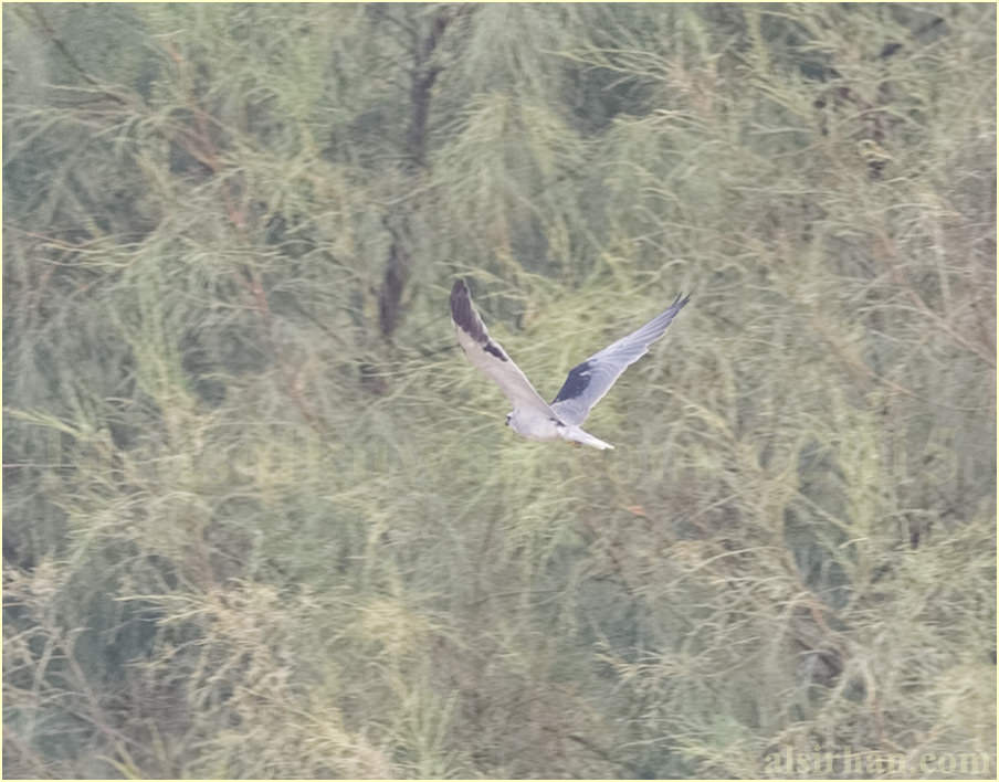 Black-winged Kite in flight