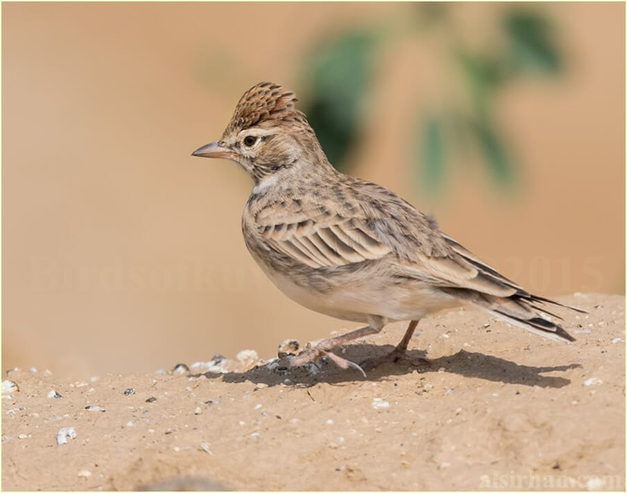 Blanford’s Short-toed Lark perched on the ground