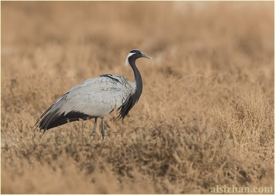 Demoiselle Crane perched on the ground