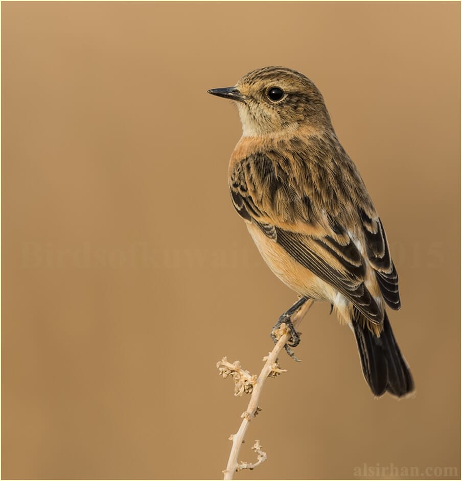 European Stonechat perched on top of a bush