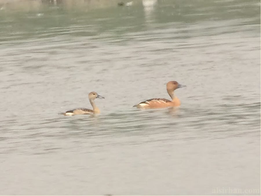 Fulvous Whistling-Duck - right and Lesser Whistling Duck left swimming in water